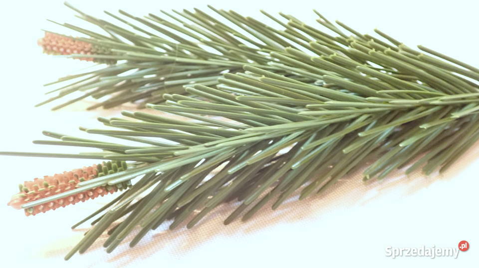 Gałązka sosny na drucie 5 sztuczna choinka 21 Siewierz sprzedam