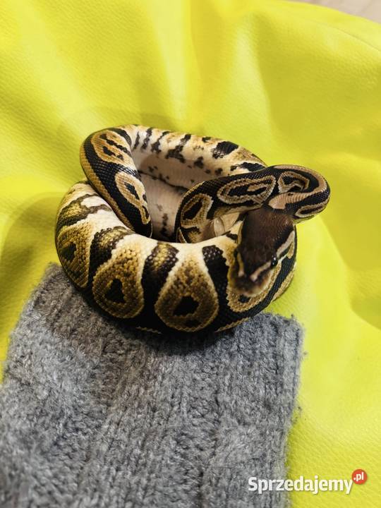 Samica Pyton Królewski Black pastel pied Gady i płazy śląskie Jastrzębie-Zdrój