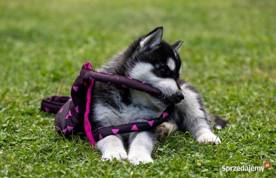Piesek Siberian Husky szczeniak Husky Wola Zarczycka