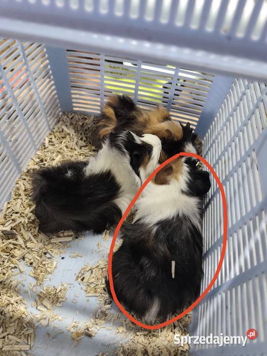 Świnki morskie samiec Dąbrowa Tarnowska