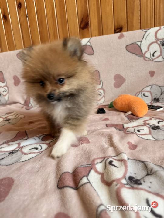 Szpic miniaturowy gotowy na zmianę domku Częstochowa