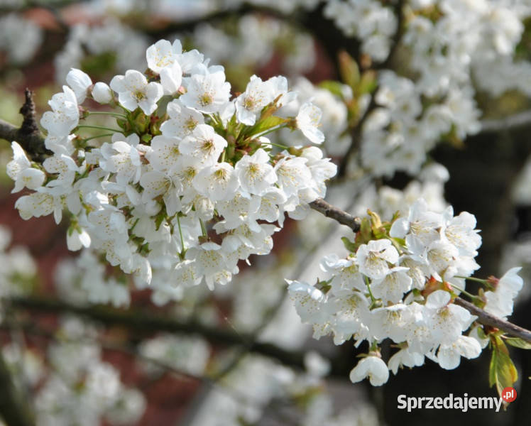 WIŚNIA PTASIA Prunus avium NASIONA 45 sztuk 10g Lubanie