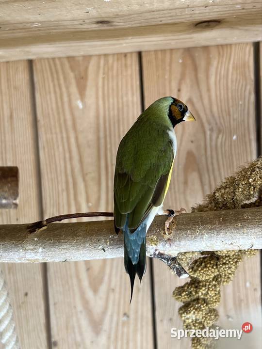 Amadyna wspaniała samiczka 2025 r Ruda Śląska