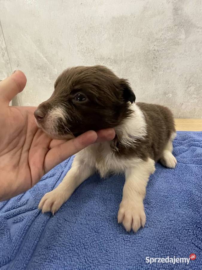 Szczeniak Border Collie czekoladowy suczka Drohiczyn sprzedam