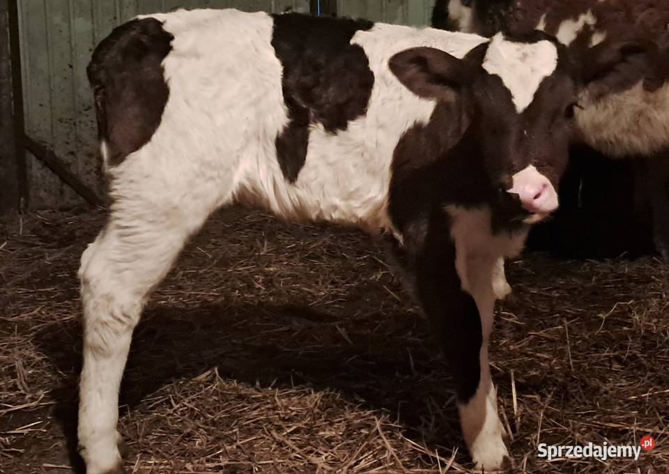 Sprzedam cielątko jałóweczkę