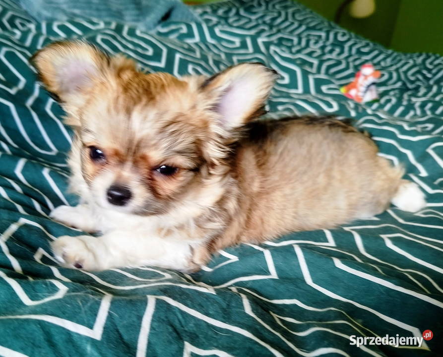 Maleńka sunia chihuahua