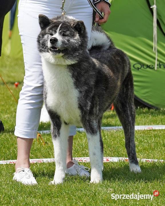 Akita Japońska ZKwP FCI łódzkie Dalików