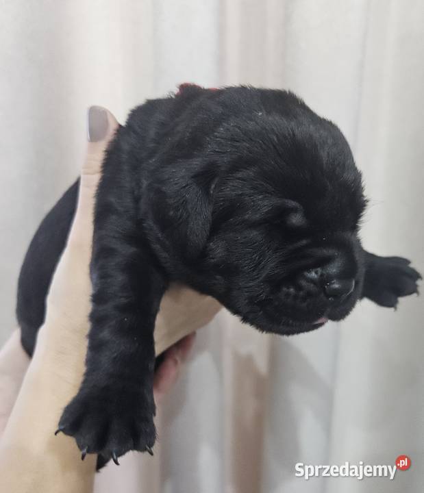 Labrador retriever Zkwp FCI Lgota Mała