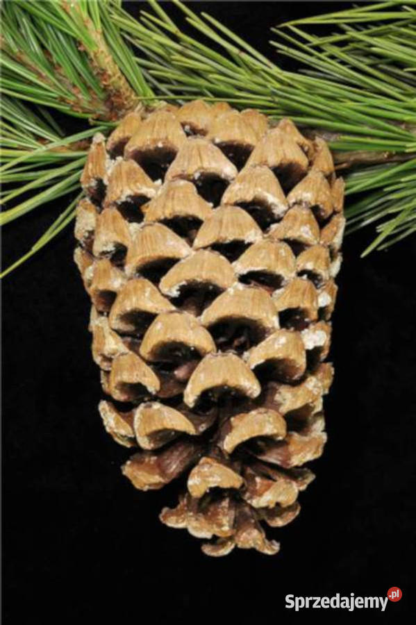 SOSNA GERARDA Pinus Gerardiana NASIONA 100g sprzedam
