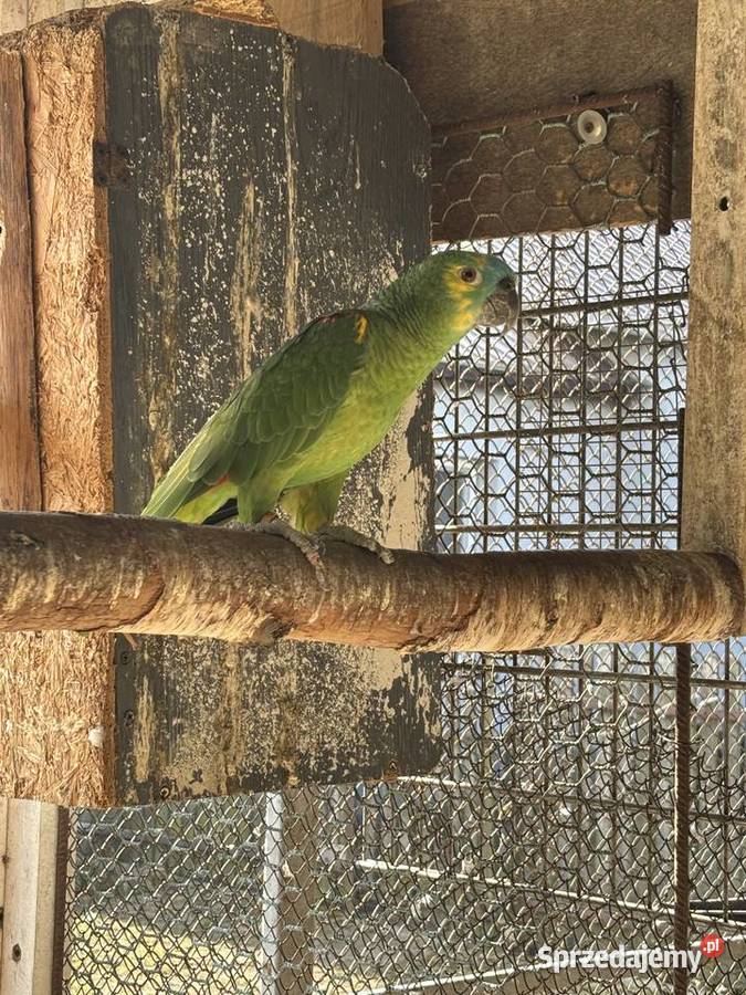 Samiec papugi Ośnica