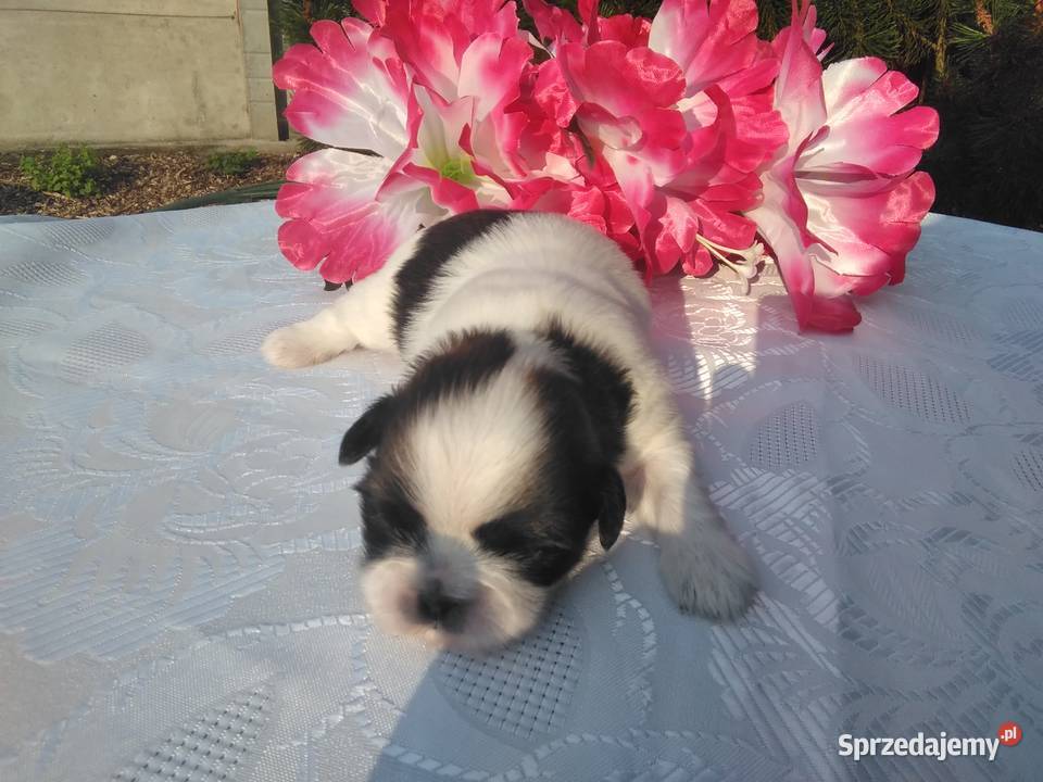 Szczenita Shih Tzu RODOWÓD Myślibórz