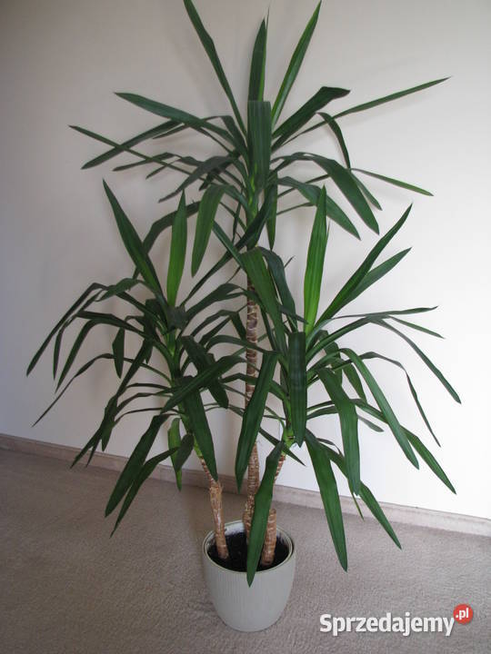 Juka piękny zdrowy duży kwiat doniczkowy 3pienny Brzegi