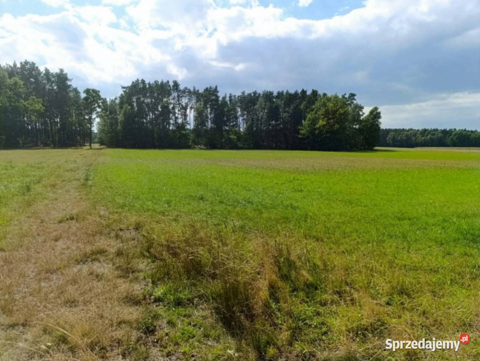 Siedlisko 357 ha z zabudowaniami i własnym lasem wielkopolskie Siedlików sprzedam