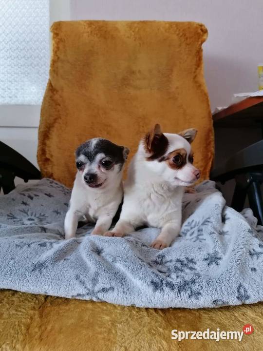 Mała suczka ojcu chihuahua Chihuahua Mińsk Mazowiecki