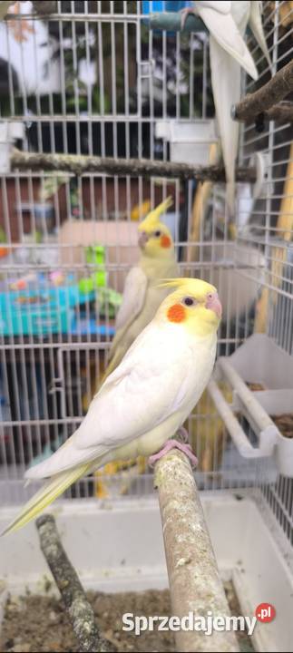 Młode papużki Nimfy Lutino sprzedam