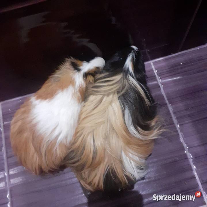 śWINKI MORSKIE Katowice