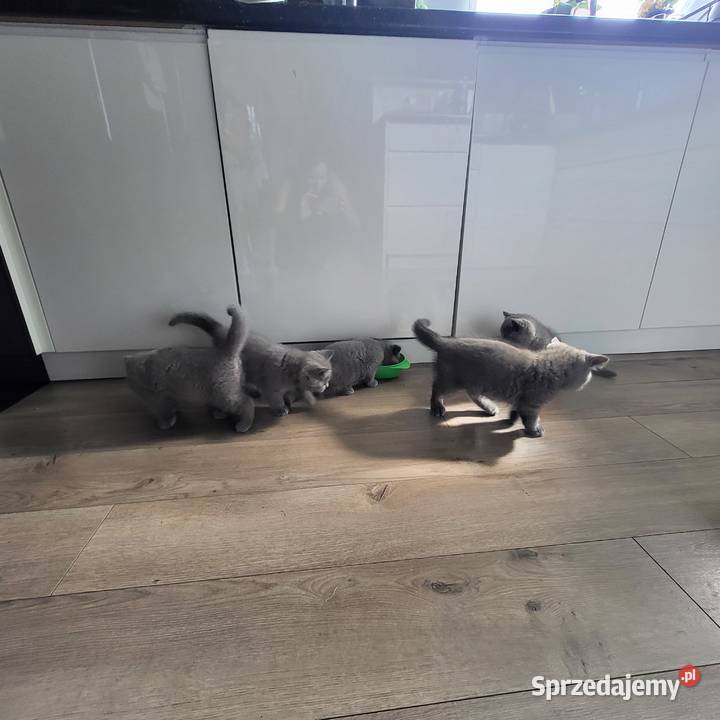 Piękne Cudne Kotki Dąbrówki