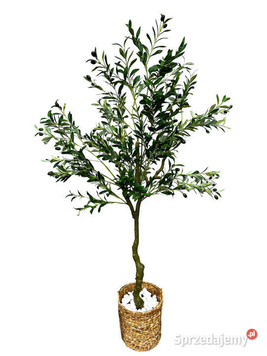 Sztuczne Drzewko Sztuczna Oliwka 180 190 śląskie Gliwice