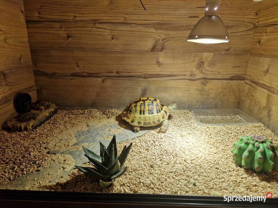 Żółw grecki Wolsztyn