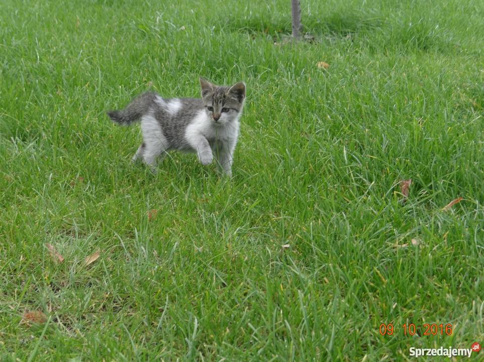 Małe koty kotki Gniezno