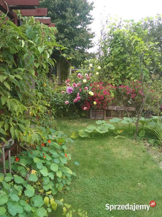 Działka ROD Żeromskiego Sprzedaż Ostrowiec Świętokrzyski