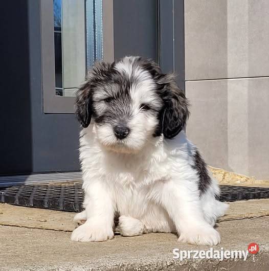 Polski Owczarek Nizinny FCI PON szczeniaki zachodniopomorskie Malechowo