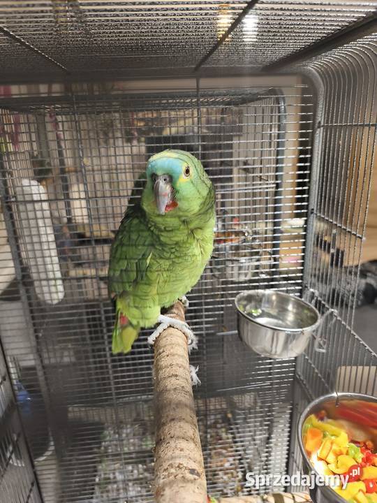 Amazonka niebieskoczelna samczyk rk Olkusz sprzedam