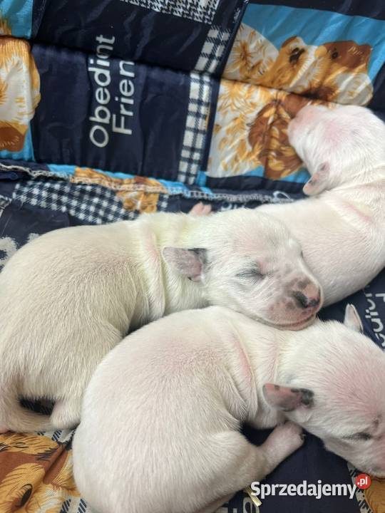 Dalmatyńczyk Dalmatyńczyki Szczeniaki Pozostałe Józefów
