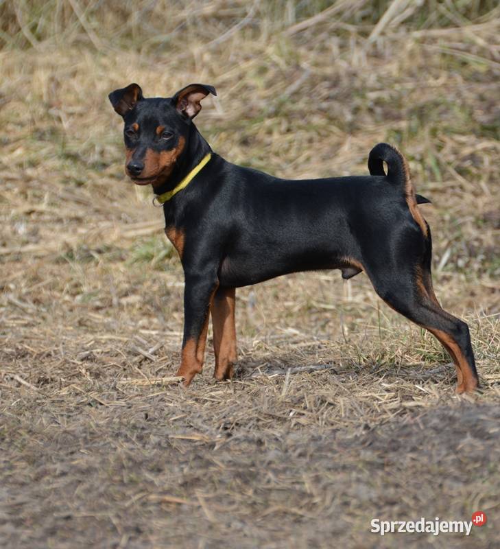 Pinczer miniaturowy piesek przebadany paszport Chełm