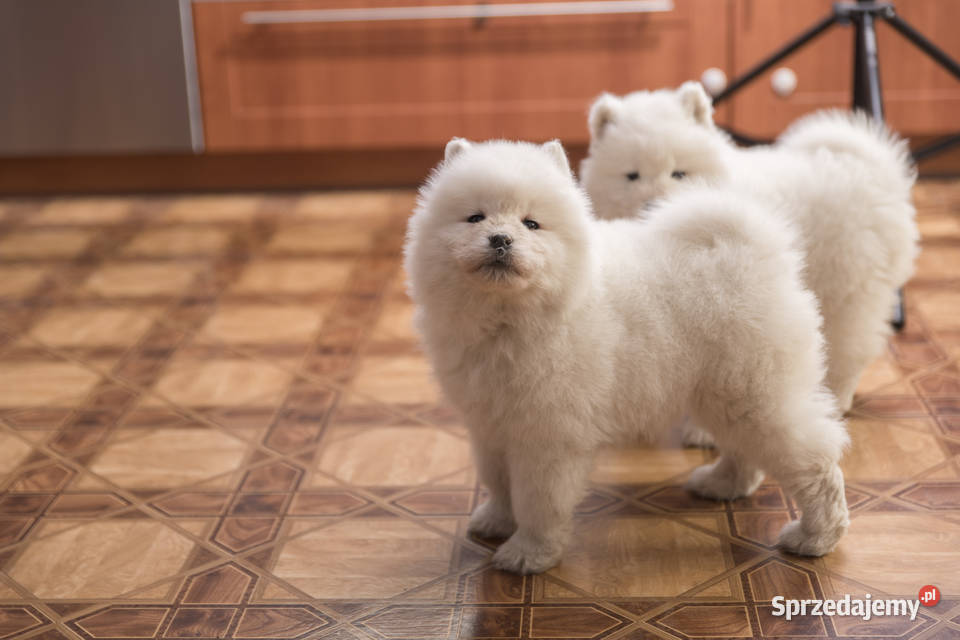 Samoyed Samojed FCI kilkunastoletnie łódzkie Łódź