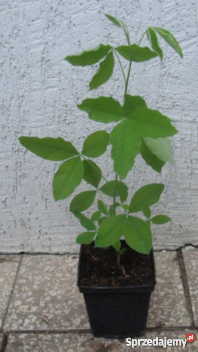 ZŁOTOKAP LABURNUM sadzonki w doniczkach PROMOCJA Rośliny Ustronie