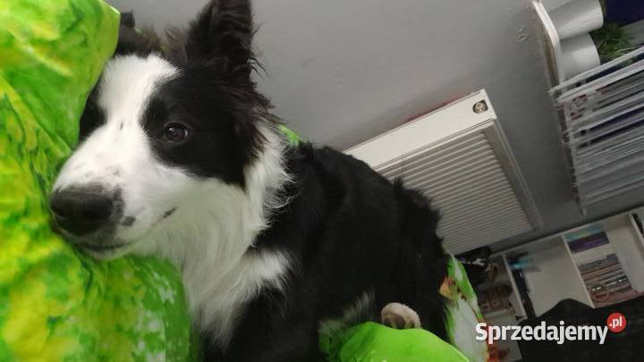 Domowa opieka zwierzętami ferie i weekendy Poznań