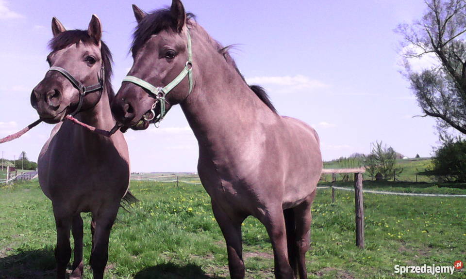 Koń Ogier Konik Polski Pozostałe świętokrzyskie Sobótka
