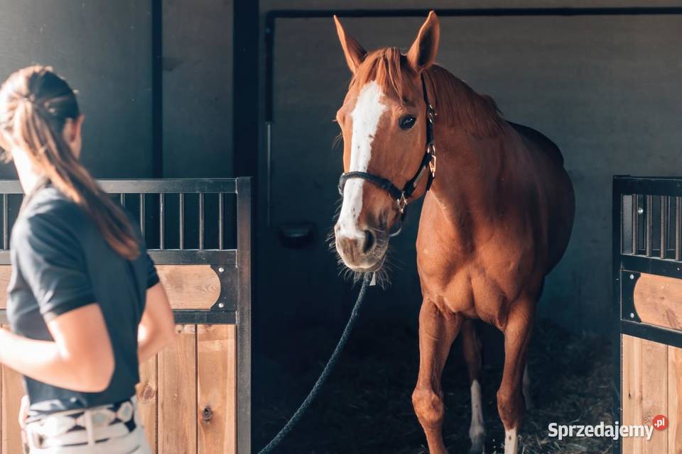 Stalosan F preparat do suchej dezynfekcji boksów Strzelce Wielkie