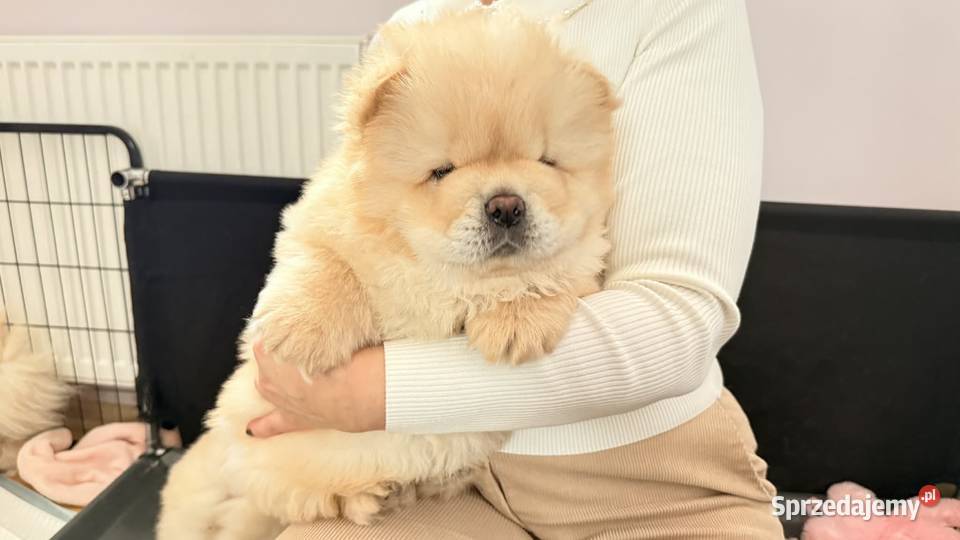 CHOW CHOW szczenięta kremowe Łódź sprzedam