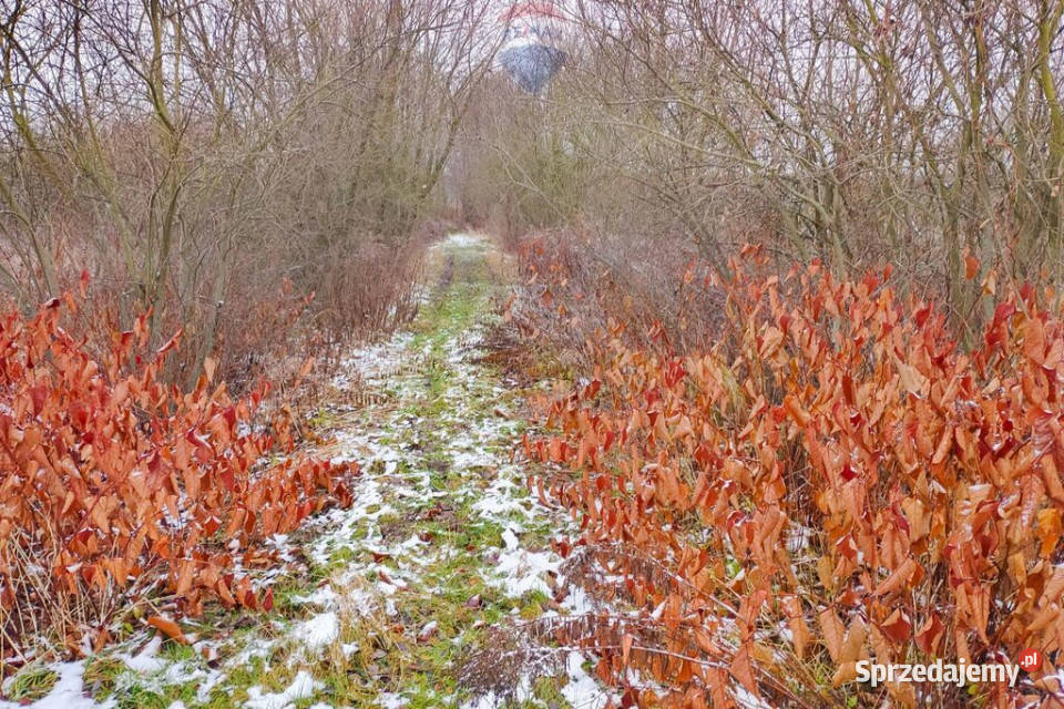 Działka siedliskowa 318 ha Pieńki Zarębskie asfalt sprzedam