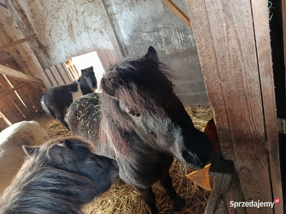 Konie kucyki Piotrków Trybunalski