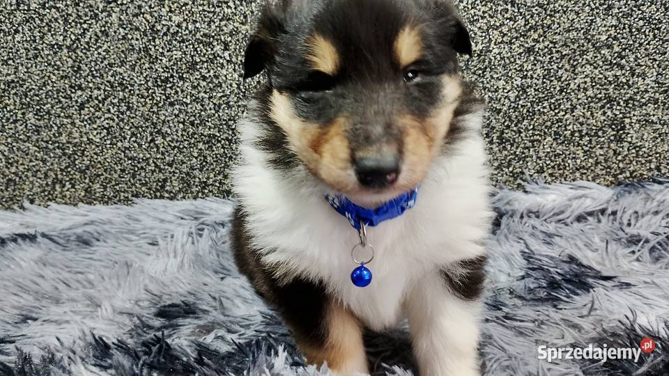 ZKwP FCI Owczarek Szkocki Collie Mińsk Mazowiecki