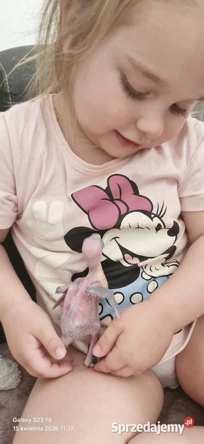 Aleksandretta obrożna oswojona Gorzów Wielkopolski