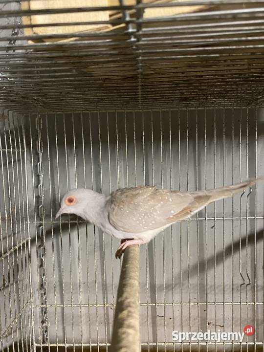 Gołąbek diamentowe Damasławek