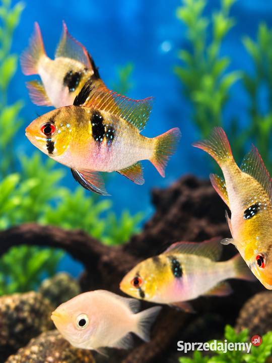 PIELĘGNICZKA RAMIREZA Mikrogeophagus ramirezi Wałcz
