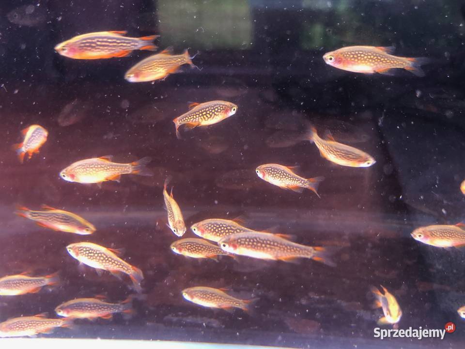 Rozbora Galaxy Danio Justynów