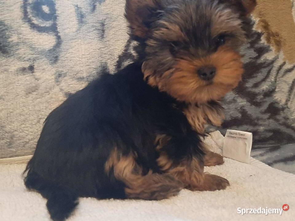 York terrier miniaturki szczeniaki