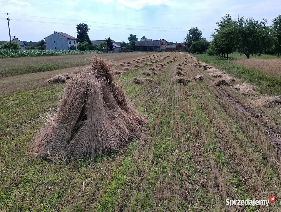 Słoma żytnia prosta skoszona snopowiązałką świętokrzyskie Kielce