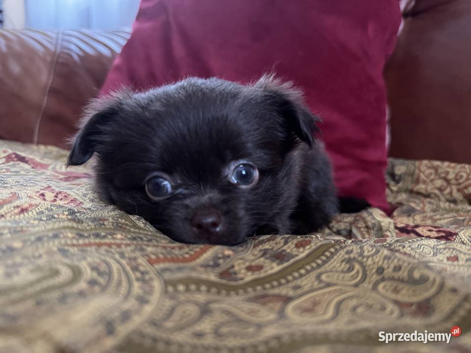 Czekoladowa dziewczynka Pomchi Szpic chihuahua Kalisz