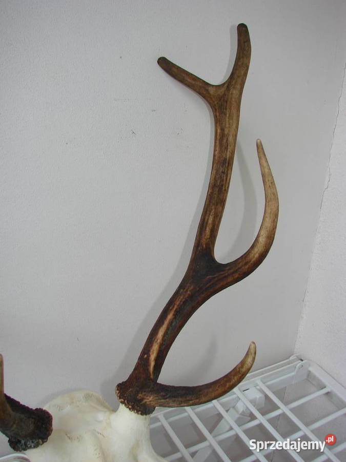 poroże jelenia Pruszcz Gdański