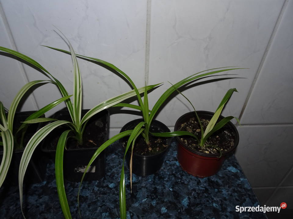 pandan