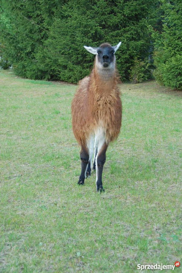 Lama sprzedam zamienię Pozostałe warmińsko-mazurskie sprzedam