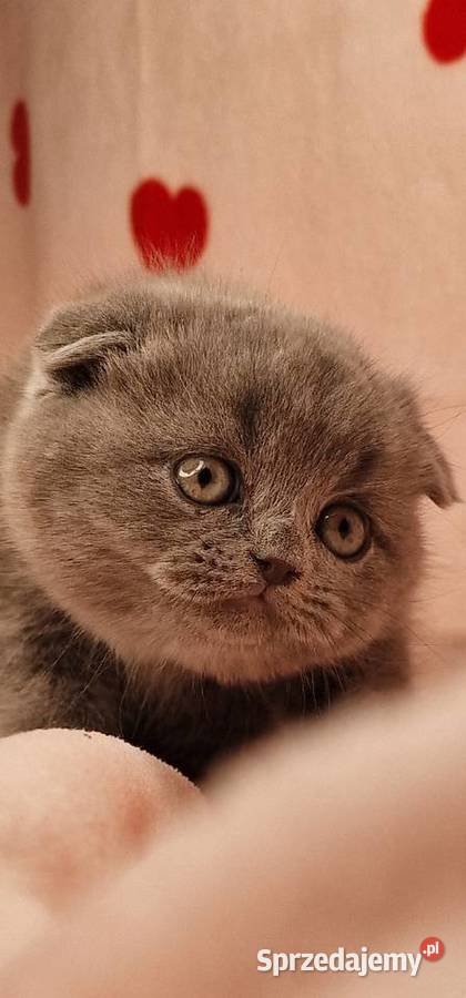 Kot szkocki zwisłouchy