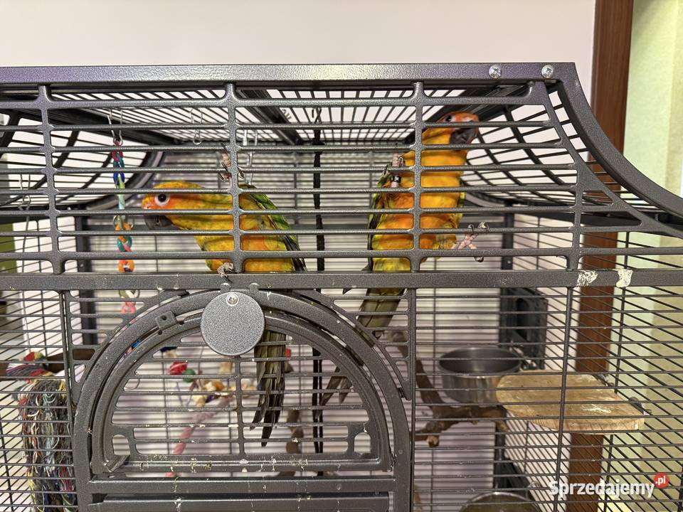 Konury słoneczne para samiec samica Warszawa